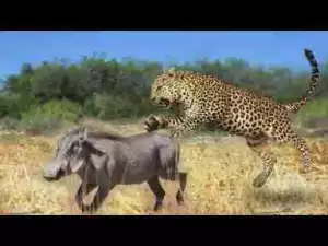 Video: Big Cats Spectacular Hunting Attacks Compilation (Leopard vs Warthog, Lions, Lynx, Tiger )